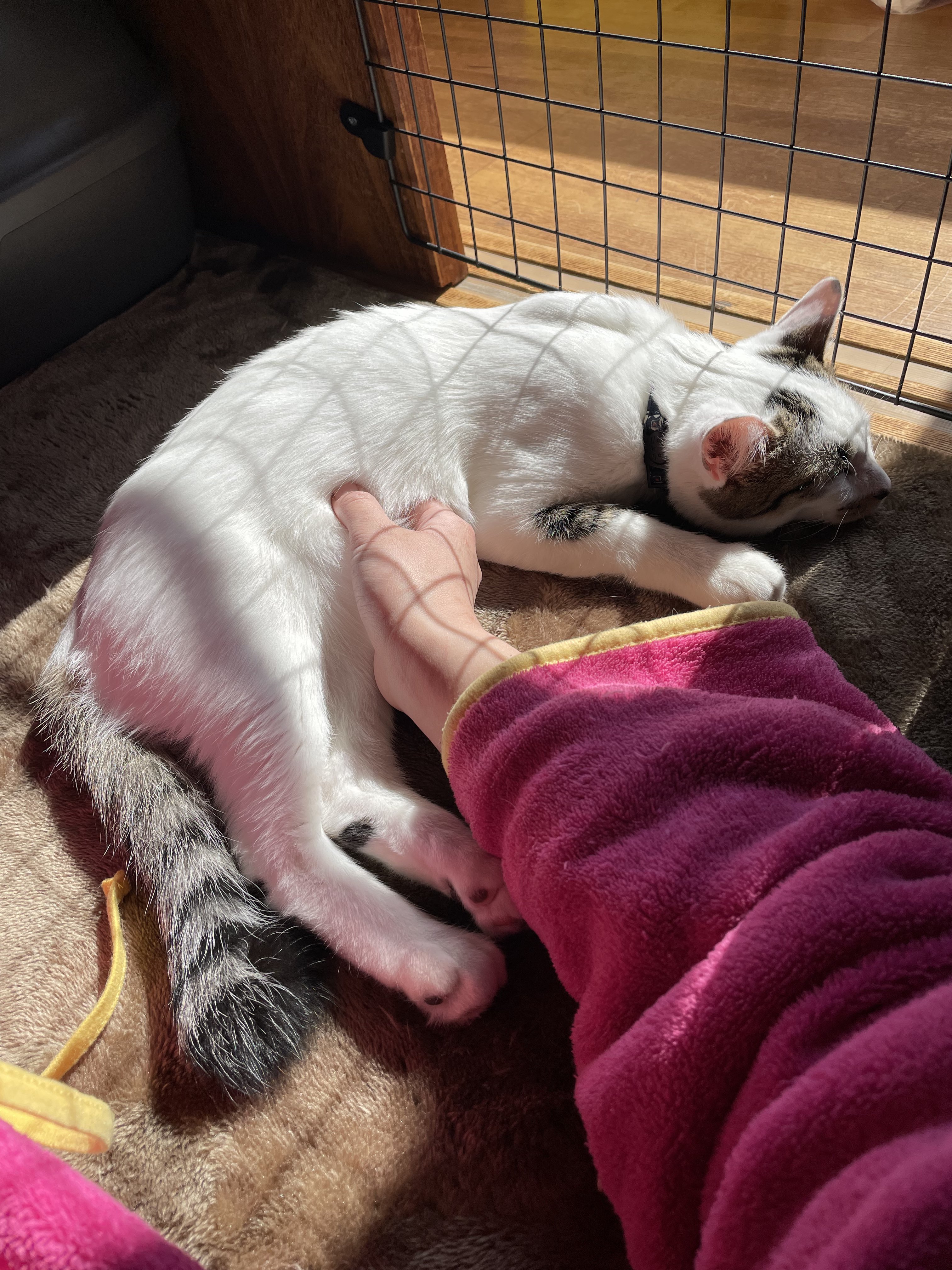 Tweets With Replies By やまと いぬみたいなねこ Ichi And Yamato Twitter