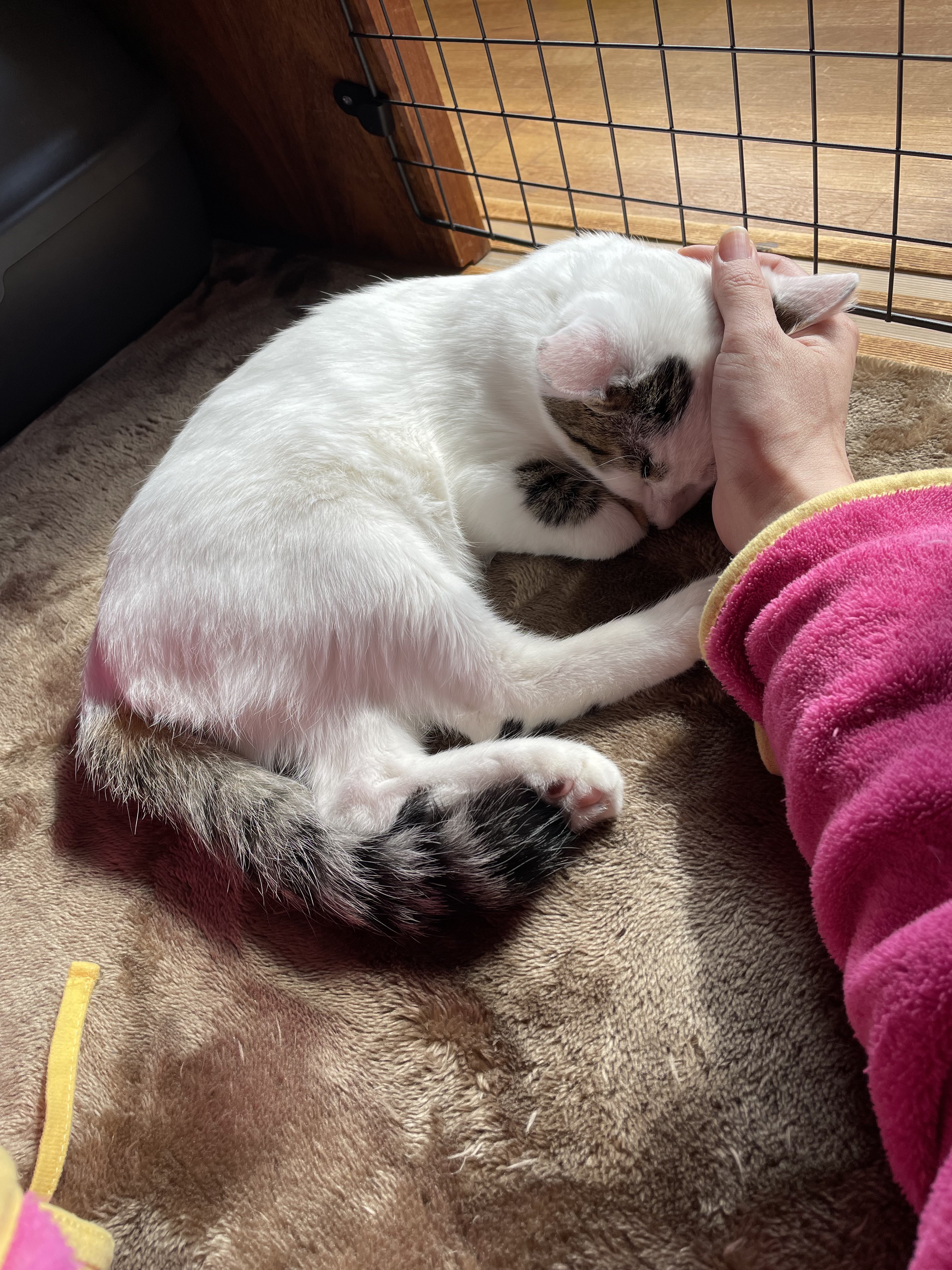 やまと いぬみたいなねこ Ichi And Yamato Twitter