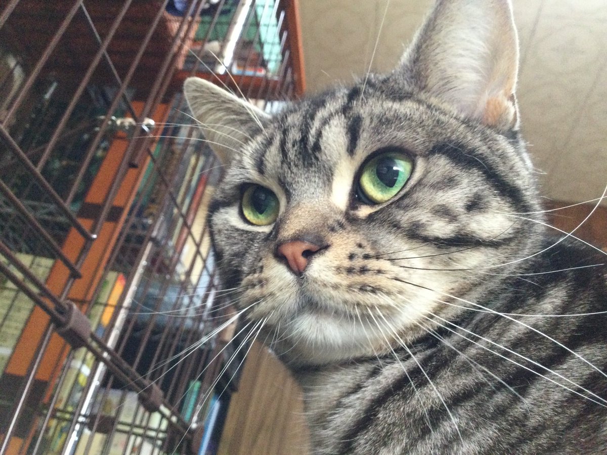 jam8192's tweet photo. お腹の上に乗ってくる猫ちゃん🐈
#アメリカンショートヘア
#猫のいる生活 https://t.co/gStHrveUac