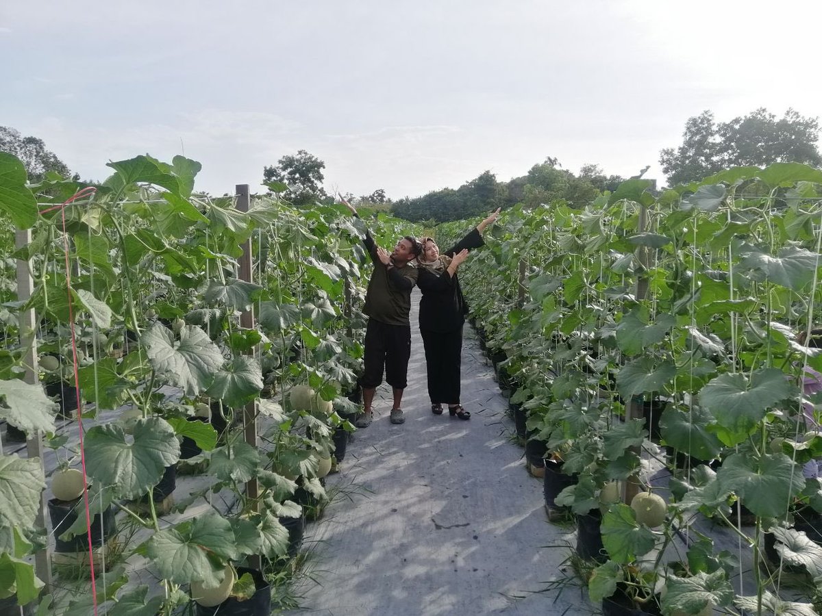 srznl's tweet photo. I calculated dah. 2OOO+ of rock melons to be harvested in 3 weeks 🥴

This season ada lagi ke eh yang nak rasa fresh melons from my kebun..? Ghisau jugak ni 😬

Help RT pwease? 🙏🏻 https://t.co/AvSkMQtZFd