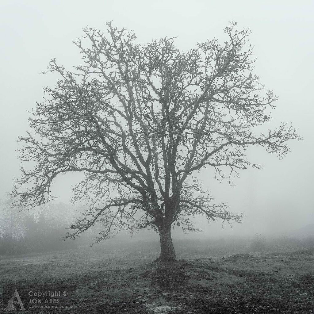 jon_ares's tweet photo. I believe this is a tree. At any rate, it's clearly out standing in its field. Happy #monochromemonday 📷
.
.
.

#landscapephotography #landscapelover #landscape_captures #landscapes #landscape_photography #SonyA7rIII #landscape_hunter #landscape_love… https://t.co/u85AXV9lMh https://t.co/paSAuulcyY
