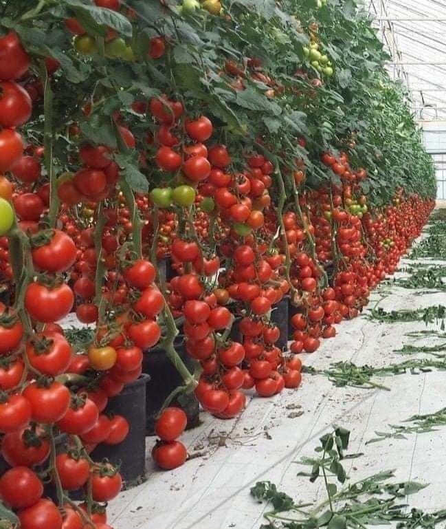 musyoka_muya's tweet photo. Agriculture is the backbone of Kenyas economy. My plan is~ Kangundo to tap the world technology of farming and transform this sector.. Food that has favorable climatic conditions for Kangundo should be grown using modern technology to increase yield.
#kangundomp2022
#bestee https://t.co/qEEepFuMUi