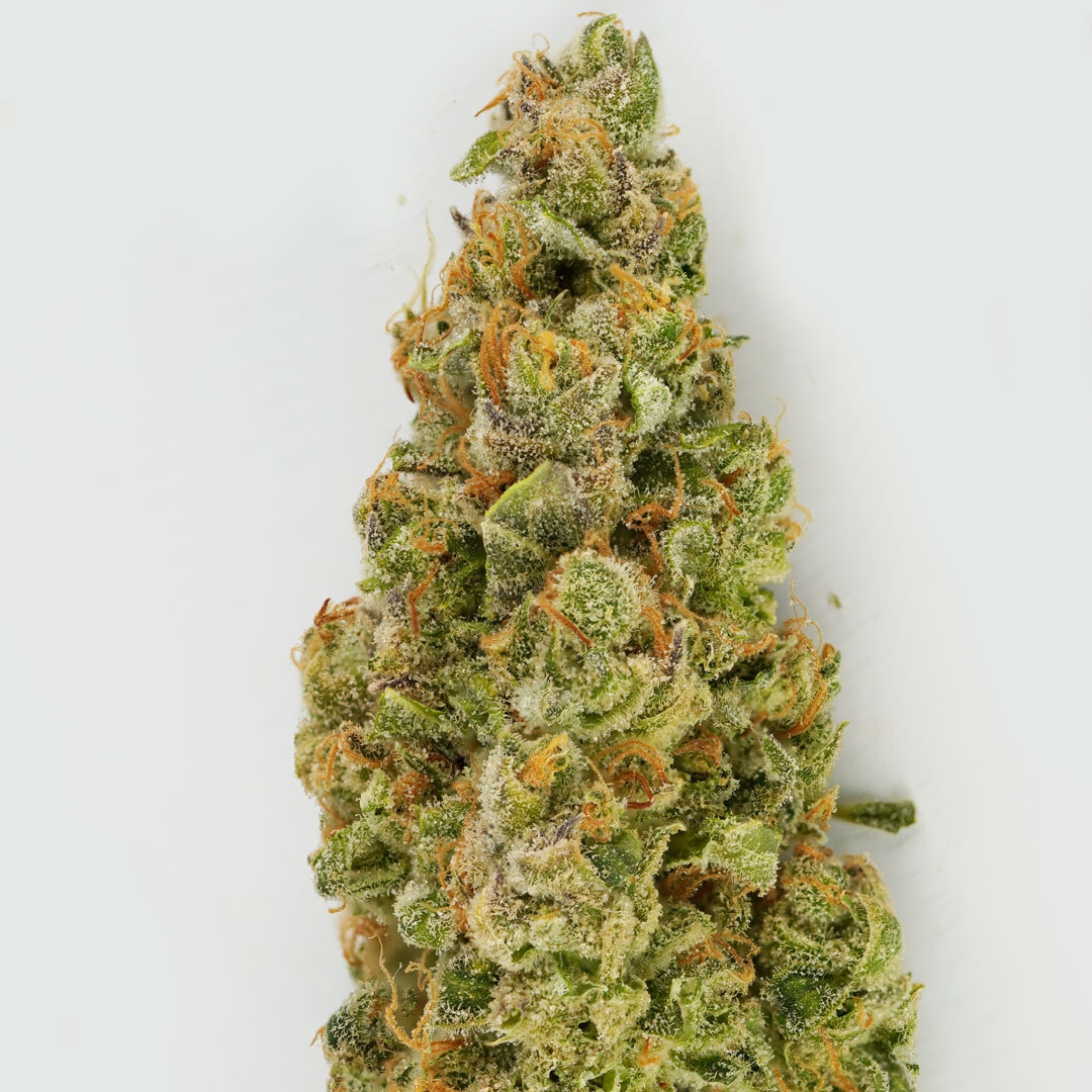 DutchPassion_'s tweet photo. Auto Cinderella Jack plants are filled from head to toe with beautiful dense flowers that glisten from the crystals! 💎
#natureisbeautiful #startoftheweek #autocinderellajack #jackherer #cinderella99 #dutchpassion #dutchpassionseeds https://t.co/VwWgjITQg6