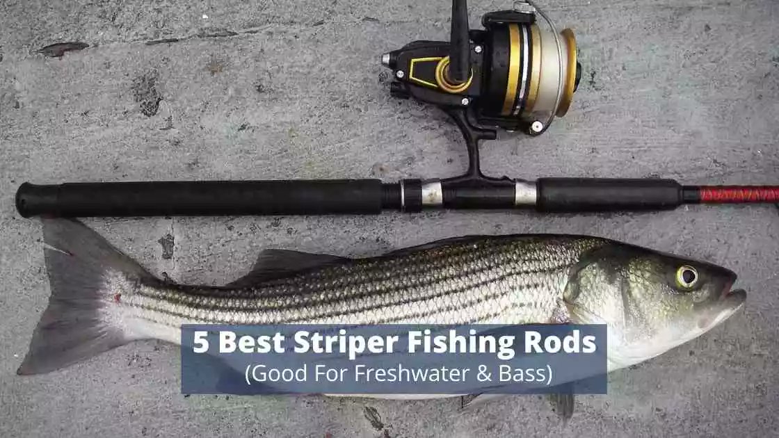 Looking For The Best Striper Fishing Rods? Check These 5 Best Striper Fishing Rods With Their Detailed Reviews &amp; Buying Guide.

#striper #fish #fishingrod 

sensiblefishing.com/best-striper-f…