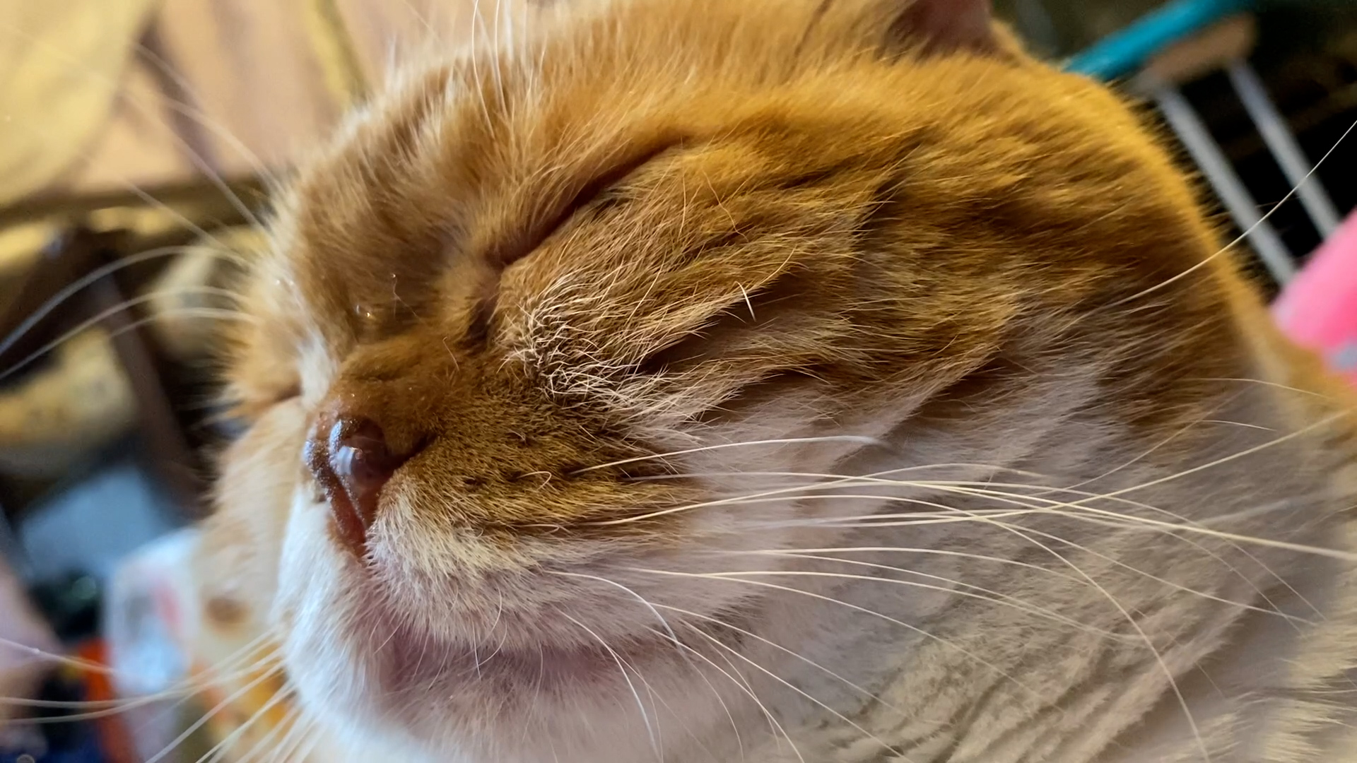 Cats Life 猫のいる生活をあなたに Youtube上がりました ぽんたこと癒し家p師匠 Ponta Master さんの 鼻ちょうちん です とっても可愛いのでぜひご覧ください T Co Syoyozqnje チャンネル登録 コメントお待ち