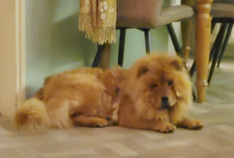 🔴 VERMIST: HOND TWINKLE (zwart tuigje)
teef, bruin
#MAURIK #GE Engelshof
#DHver 7/2/22 facebook.com/DeHerenigingGe…