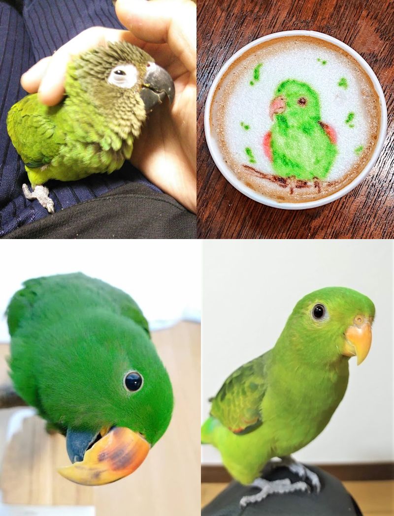 piro_tori's tweet photo. 【固定ツイート１】2022年版

シモフリインコ：ゆずぴー🐤💨
（17/12/16生、18/02/24迎）

ハゴロモインコ①：めろぴー🐦🔥
（16/05/11生、18/04/28迎）

オオハナインコ：きゅうぴー🦜💤
（20/12/26生、21/04/28迎）

ハゴロモインコ②：うりぴー🦚💥
（21/05/05生、21/11/27迎） https://t.co/LT9Ga7UY7S