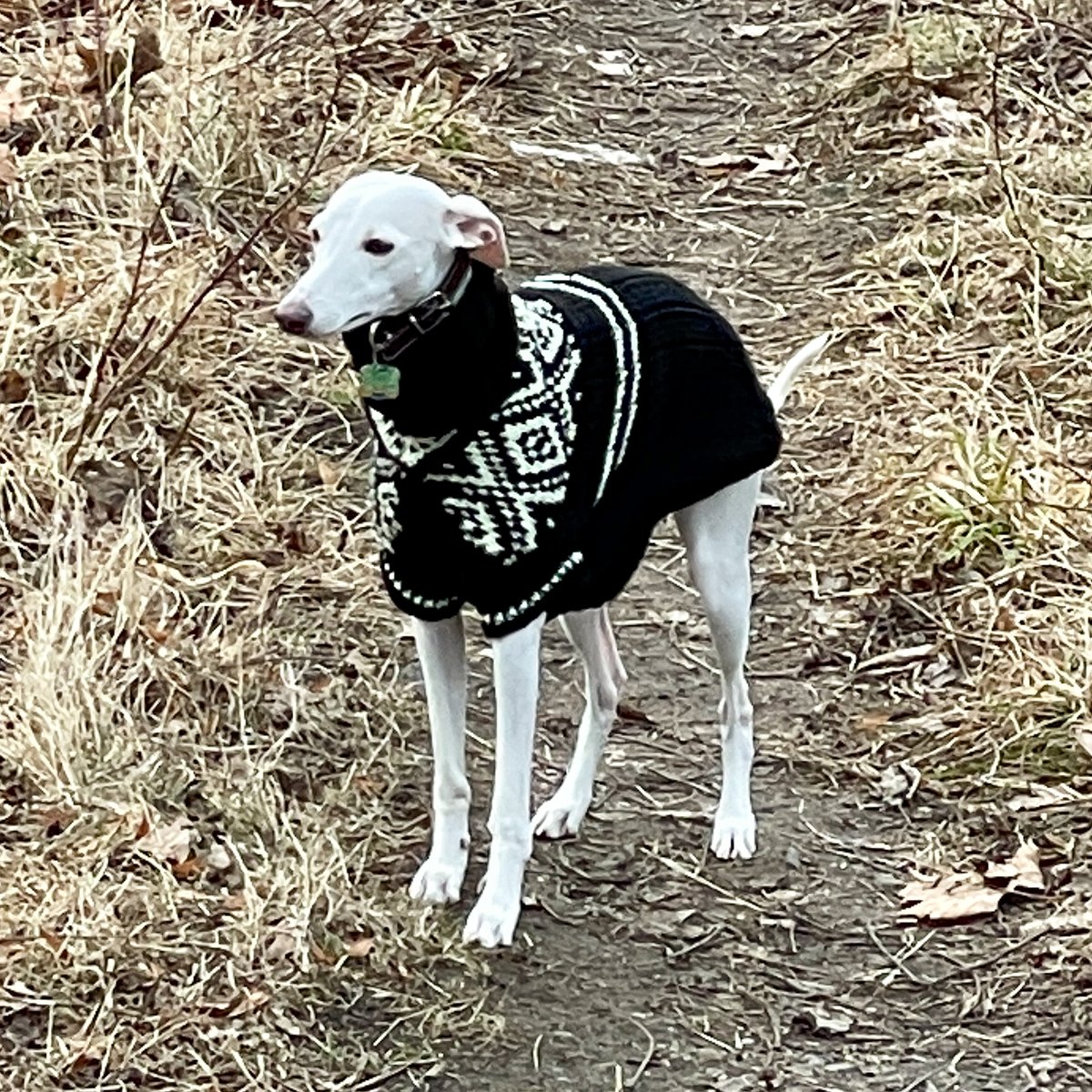 kunc_zidenice's tweet photo. Prý jsou zase v módě norské vzory.
#ApolloSun #whippet https://t.co/OvnkQdeMAM