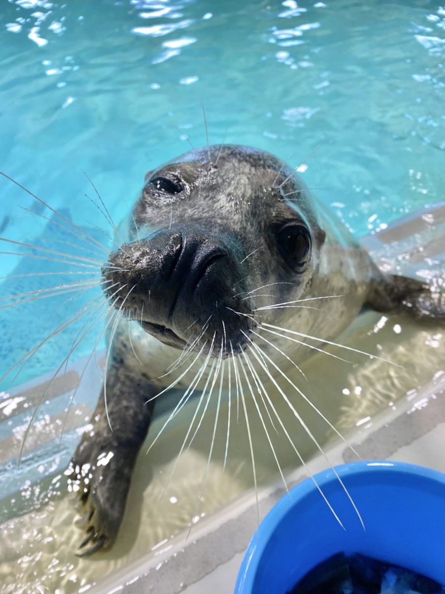 aquariumshimoda's tweet photo. ✨✨✨
⁉️ウィンク練習中⁉️
#下田海中水族館 #aquariums #練習中 #アザラシ　#ゴマフアザラシ #水族館好きと繋が��たい #癒し #下田海中 #水族館🐠 #静岡　#animal #動物 #かわいい #伊豆 https://t.co/XK5ulfRYvC