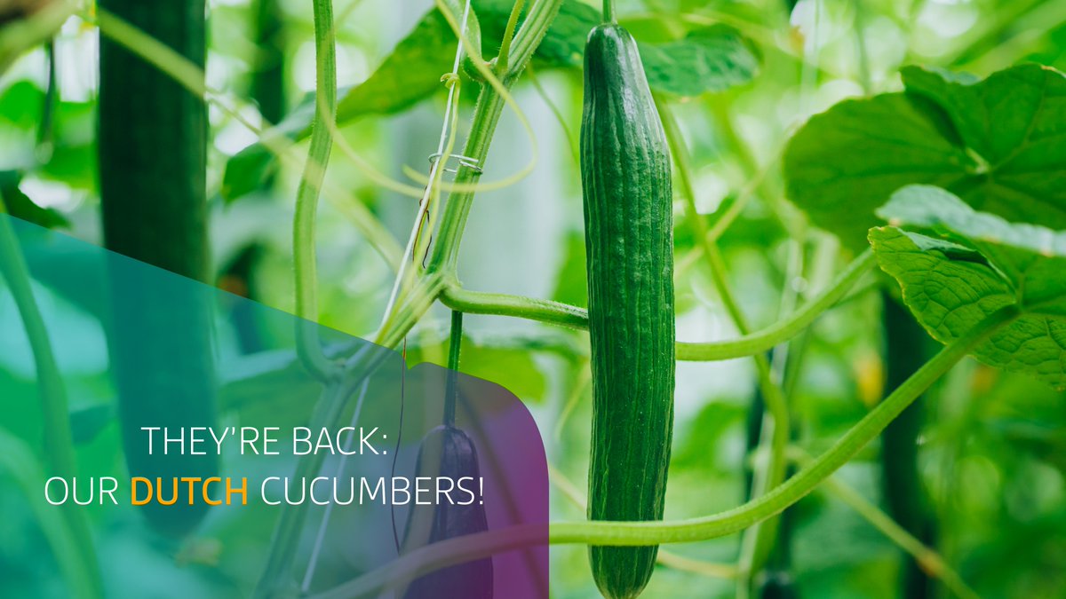 Yes! Our first #Dutch #cucumbers of the season have been harvested. At Valstar, we are looking forward to the coming Dutch season, and to delivering beautiful and qualitative products from our Dutch greenhouses straight to the customer. They couldn’t be any fresher! 🥒