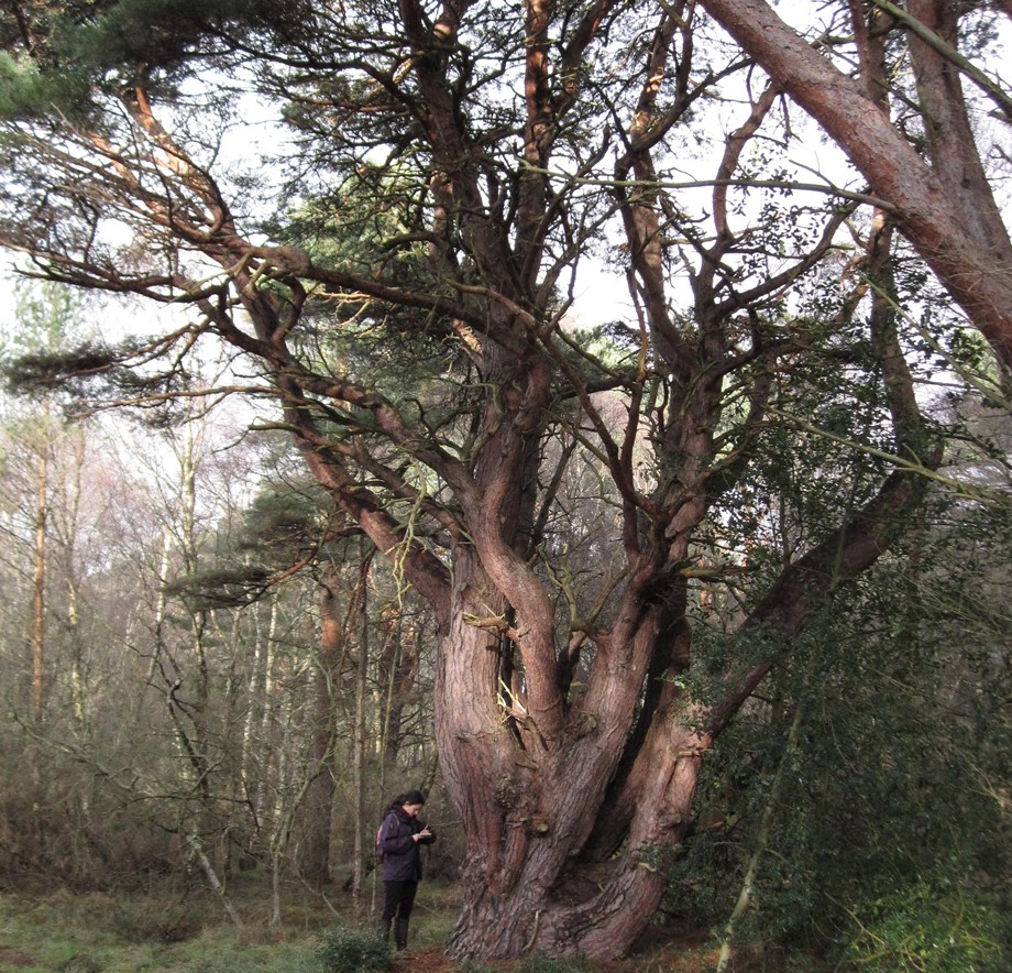 RareInverts6's tweet photo. We couldn't resist sharing this INCREDIBLE Scot's pine tree with you for #thicktrunktuesday 😍
Trees like this are vital homes for rare invertebrates, including #pinehoverfly, blood-red longhorn beetle & bumblebee robberfly. Diversity = Life 🙌 https://t.co/qm4PY1xJWt