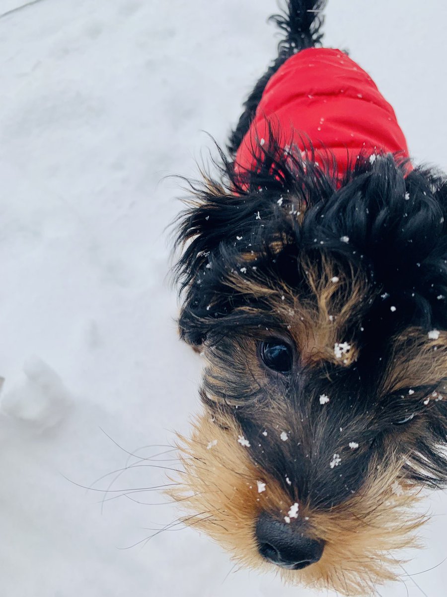 CWillSucceed's tweet photo. I love being a dog mom. He gets on my damn nerve some days, but he really melts my heart ❤️ #PrinceLeo💙👑 #SonSon https://t.co/1rJ49Ehy5e