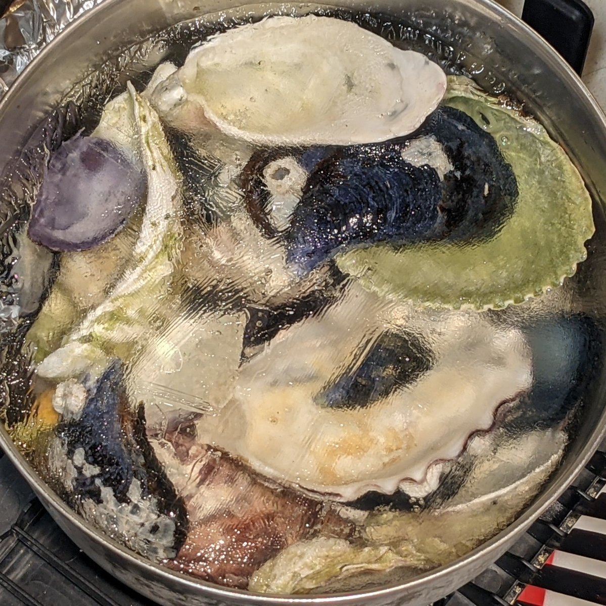 StudioVespr's tweet photo. Sometimes I make fine art, and sometime I accidentally freeze a bunch of shells in a pot... https://t.co/e19h172XrJ