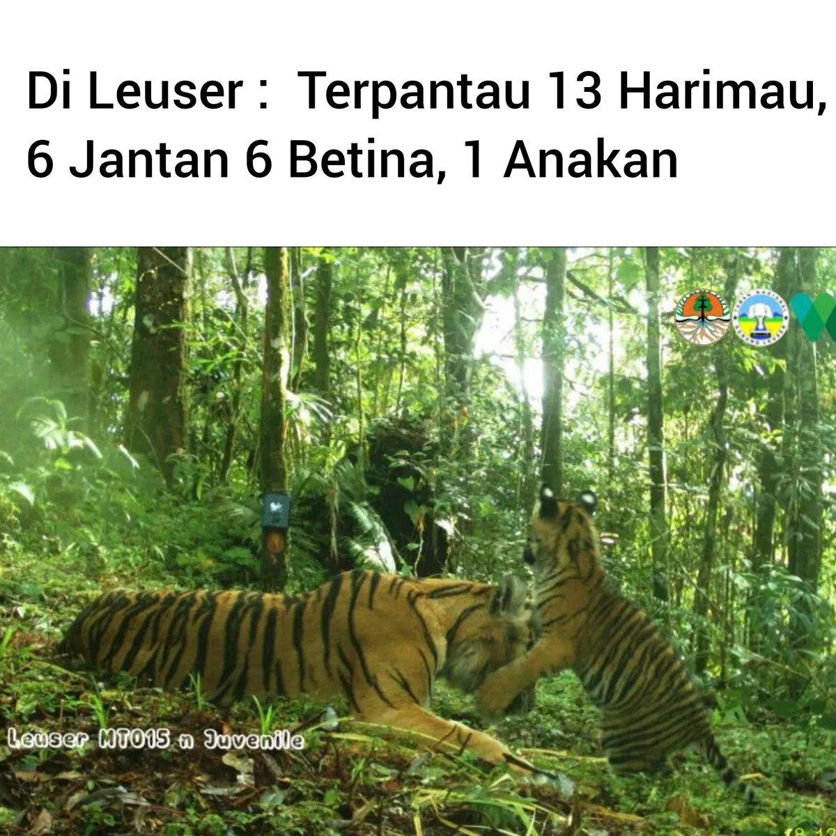 pendakilawas's tweet photo. Sehat sehat ya..tetaplah lestari https://t.co/oKeOATZGQ7
