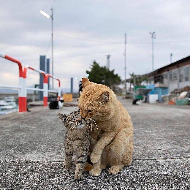WholesomeMeme's tweet photo. Posting too many cats this week https://t.co/ZH6F5NdCMU