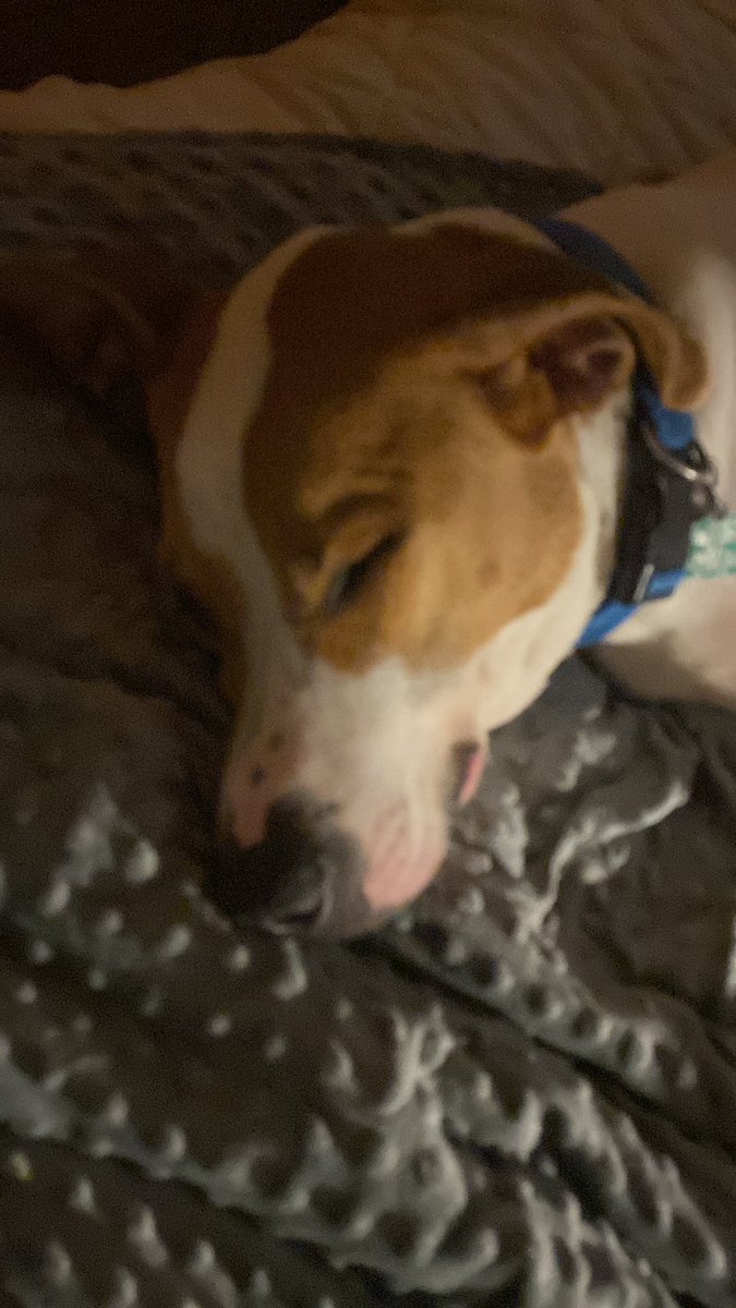 Good night! 😴💤 🐾❤️ #sleepy #puppy #doglover #DogsofTwittter