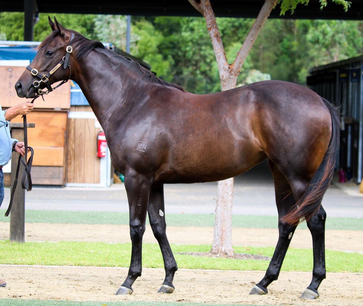 lauri_racing's tweet photo. We are rapt to have secured lot 639 from @redbanknorth to target the $1m Inglis Pink series!!

This big strong filly is by @widdenstud stallion Written By. A lovely walking filly, with a great disposition, she was a steal at 45k! 

📧 admin@lauriparkerracing.com.au https://t.co/Mhkx1R6WHO