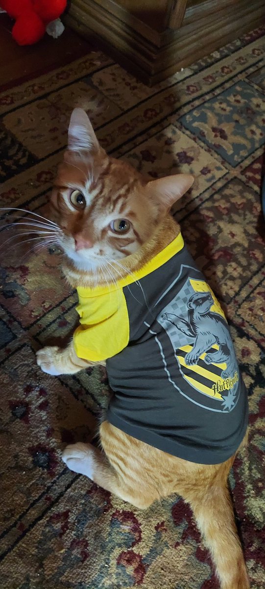 KcPotterheads's tweet photo. Goose wearing his new #hufflepuff gear https://t.co/HLrjFYPq92