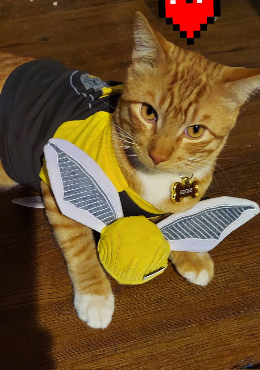 KcPotterheads's tweet photo. Goose wearing his new #hufflepuff gear https://t.co/HLrjFYPq92