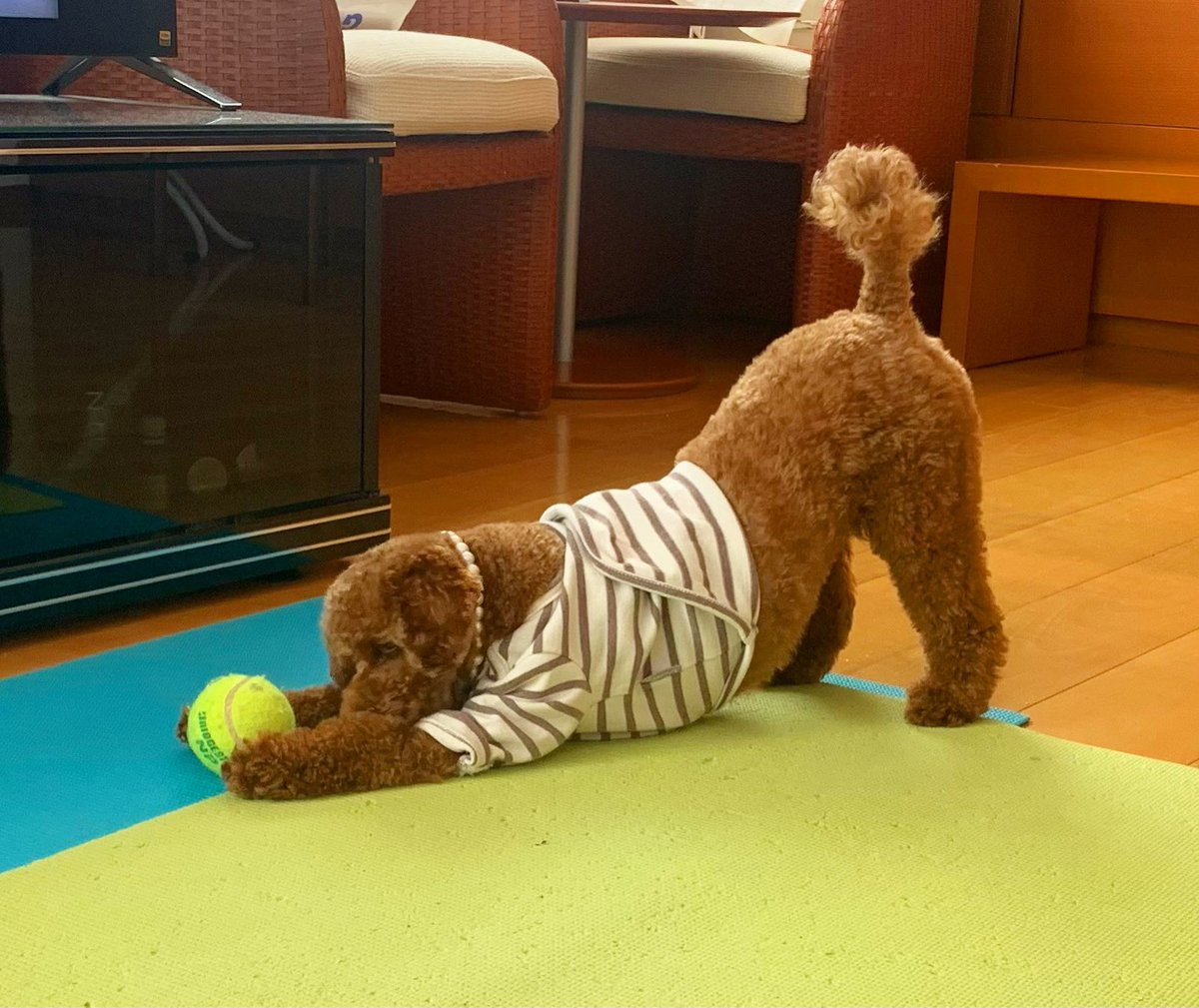 LULU55719082's tweet photo. 見事なダウンドッグ
#トイプードル
#ダウンドッグ
#いぬ https://t.co/6WeDeFtto1
