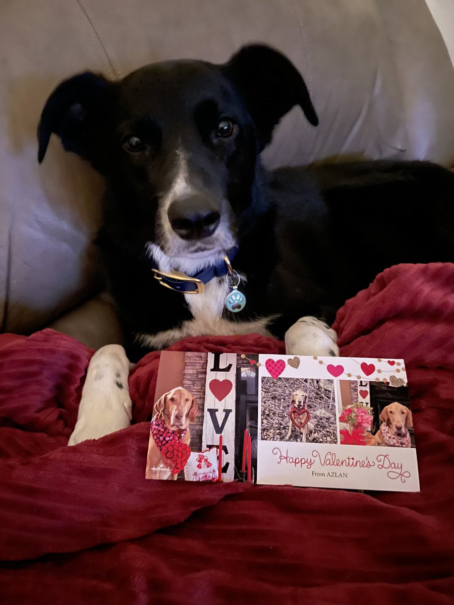 Layla_Border's tweet image. OMD I just got my very first Valentine ever in my whole life (except from mom) from my very handsome Fren Azlan @Beata_Azlan. He and his hoos are just the best!!  Thanks Pal. Love you so much. ❤️❤️❤️❤️