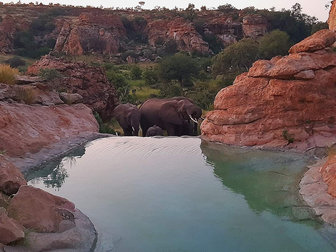 📍 Leokwe Restcamp. 
 
<a href="/Mapungubwe_NP/">Mapungubwe National Park</a> and World Heritage Site is the ideal location for anyone interested in wildlife and birds, to those in search of serenity, identity, and the extraordinary history of this Park.

#GoLimpopo 
#MoreToEnjoy 
📷 Norman Lok