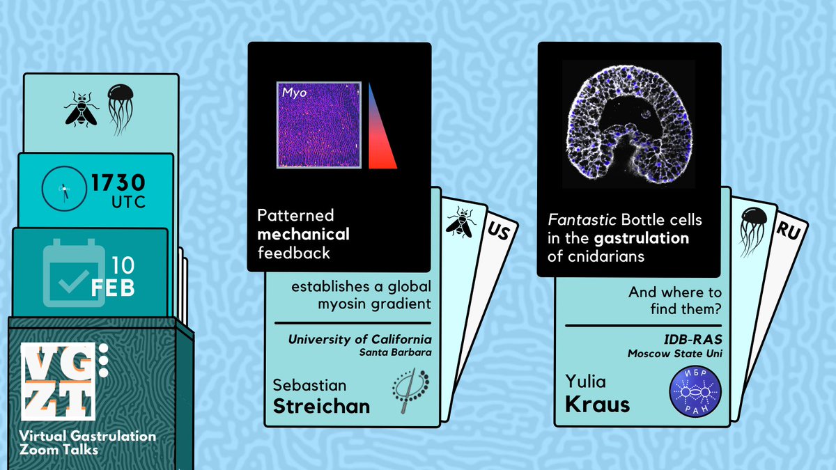 Virtual Gastrulation Zoom Talks tweet media