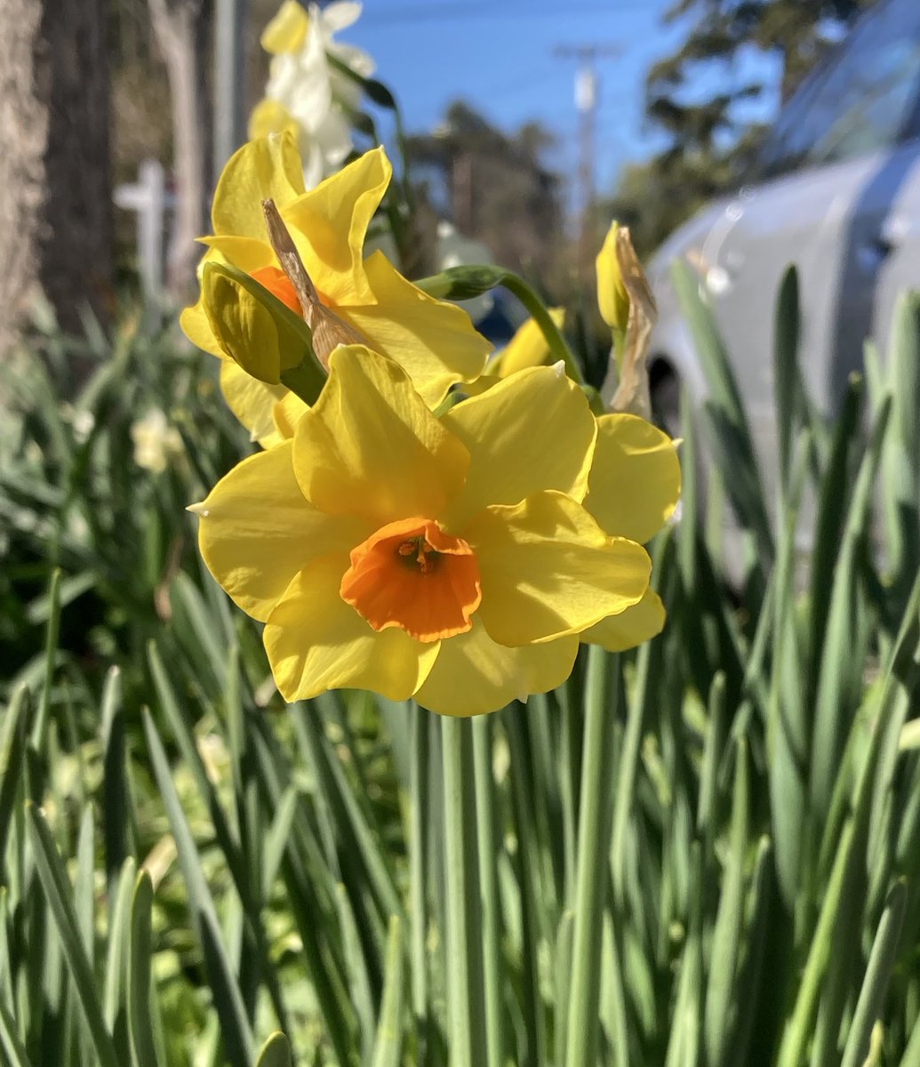 JimReichert2's tweet photo. Narcissus Tazetta Falconet.
#narcissus 
#水仙
#narcissusfalconet 
#flowerbulbs 
#garden
#gardening 
#庭 https://t.co/LBY7ppsMHs