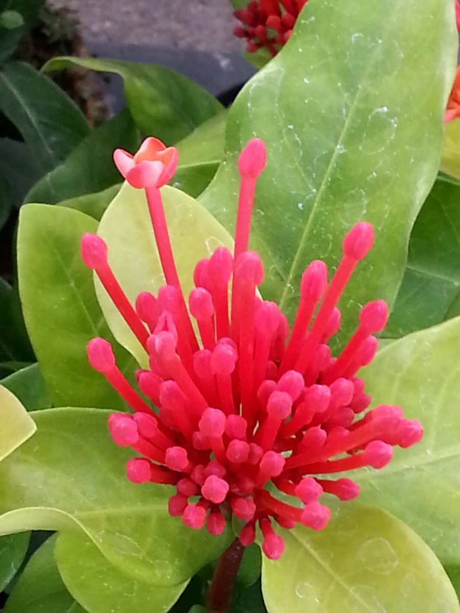 #..
우리는
이제!...

해어진
가슴 깊숙이
헝클어져
감긴
잡다한
온갖
슬픈일과
궂은일들
한올씩
솔솔
타래로
풀어내어
들창가에
흘러
내리는
고운
햇살속에
흘려 보내요
맘편히...

이제
우리는!...💕

☆.이쁜 익소라 꽃님이랑 살짜기
     고운 그리움 물들이며. 유 소추

💖.익소라 꽃말~추억^^😍