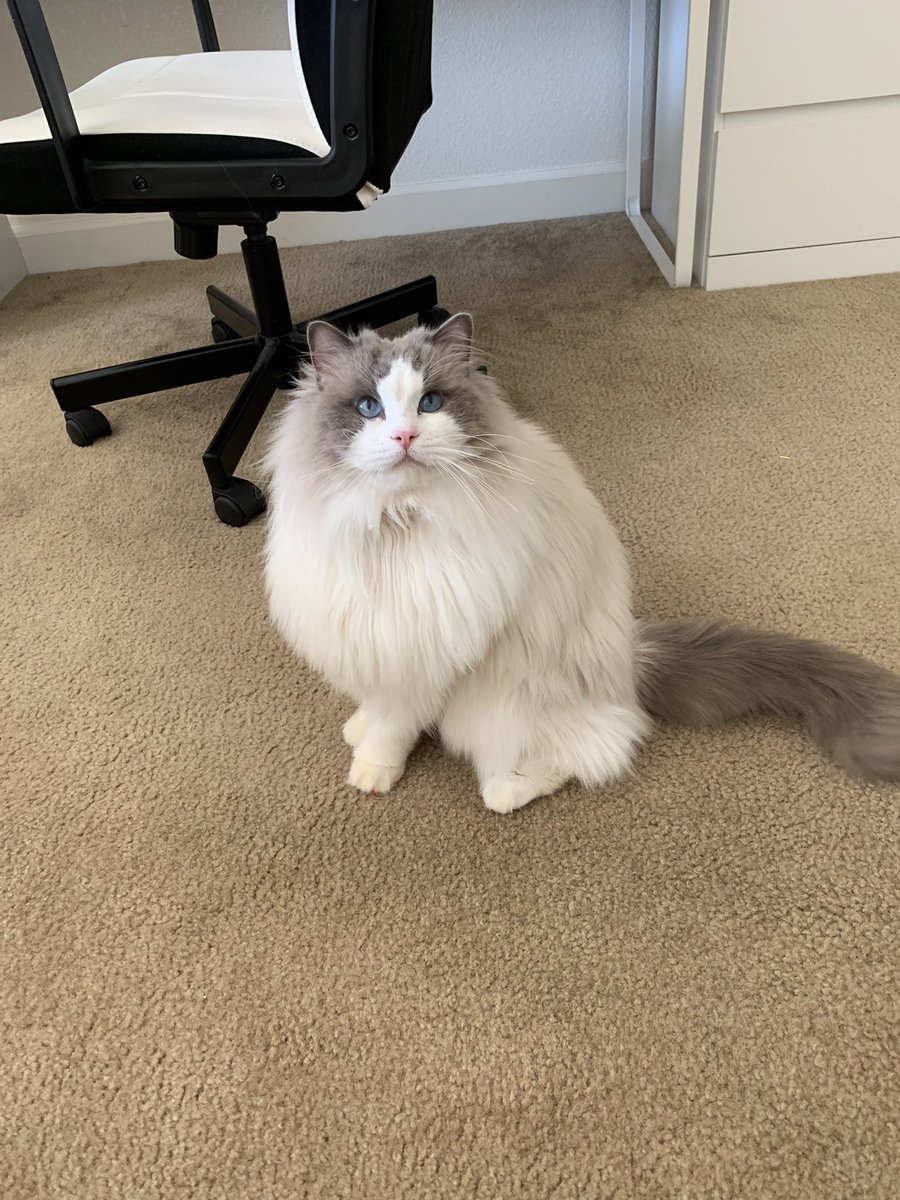 Obi_no_Ujigami's tweet photo. I forgot to mention a New Familiar that i’ve been able to conjure. Mister the Tessyl #dmlife #findfamiliar https://t.co/Xhh5qxjx4Z