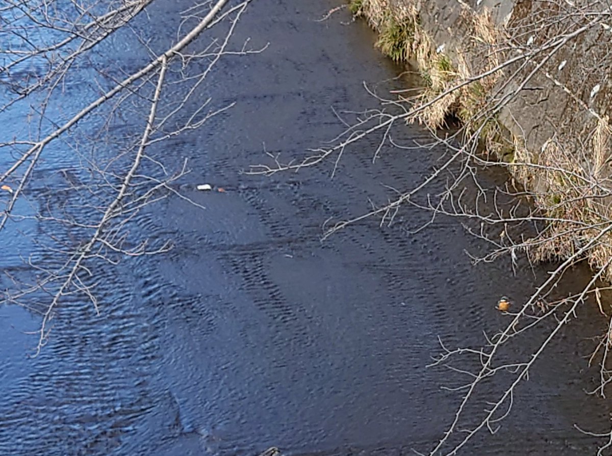 Untispiral's tweet photo. Birds on the promenade
I met a KINGFISHER today❗🤗
#bird #kingfisher #promemade 
#散歩道の鳥たち #カワセミ https://t.co/8pdQJ5TkRK