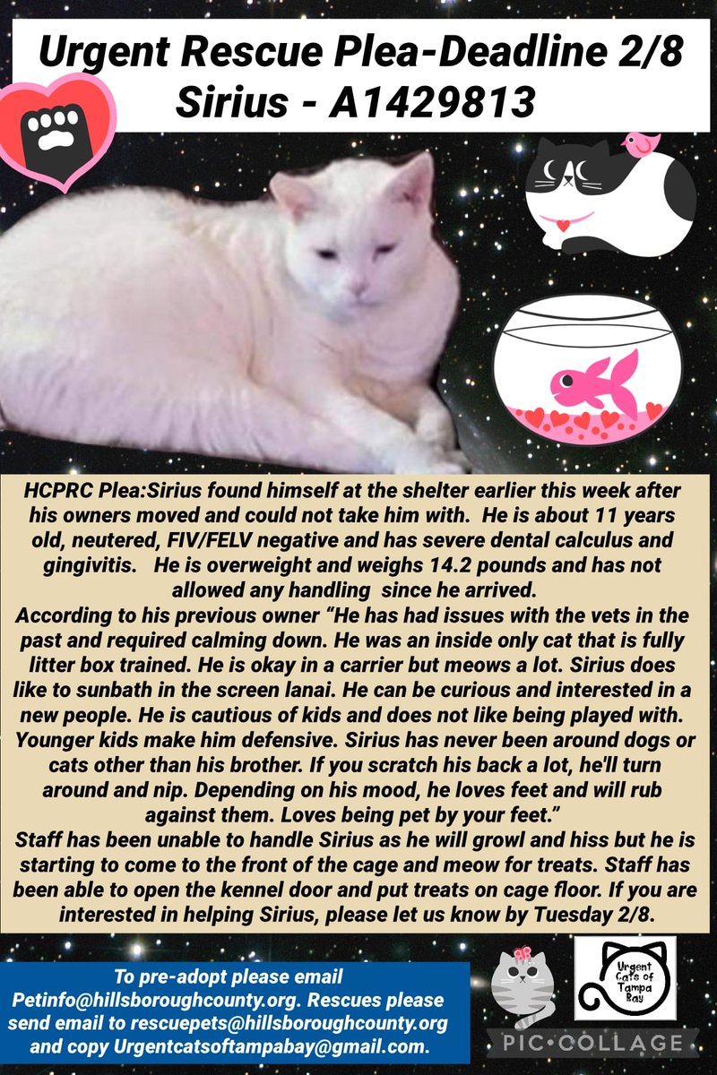 Death lurks close at hand for handsome senior kitty "Sirius" in #TampaBay betrayed by owners! He is fearful &amp; has dental issues/gingivitis so will need TLC &amp; patience! Tag by 02/08 to save! Email rescuepets@hillsboroughcounty.org Pledge! LAST CALL!
facebook.com/UrgentCatsOfTa…