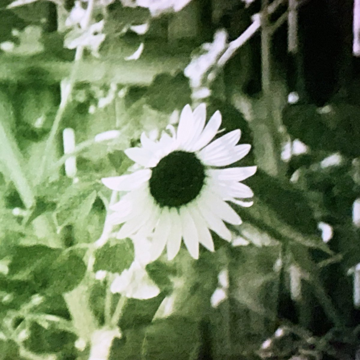 evening_spirits's tweet photo. ‘Nikki’ anywhere you stream music 2/25 https://t.co/EaRdNefmEo
