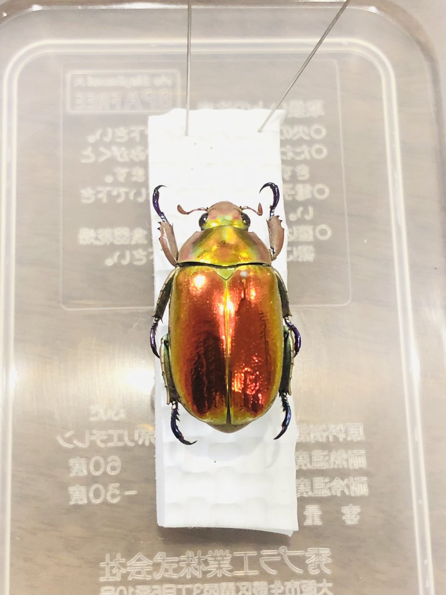 daityan19930's tweet photo. 赤濃いめのプラチナコガネ！ https://t.co/Mp5cERAoSt
