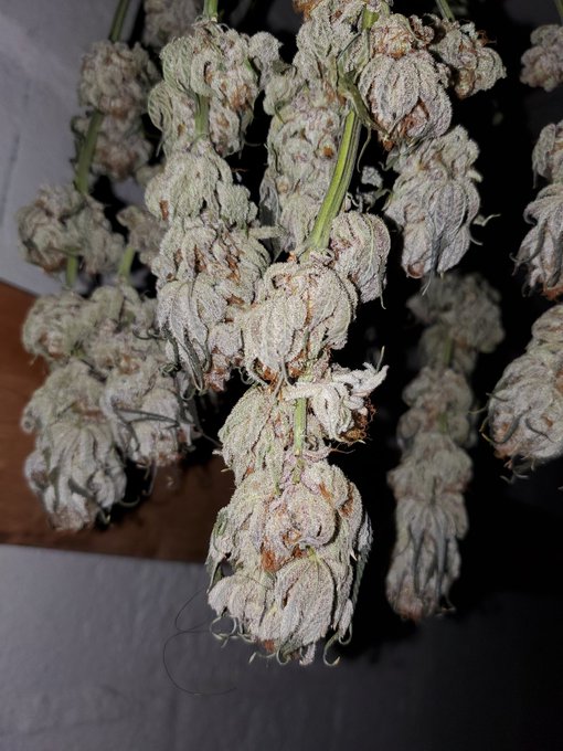 Dom Masters’s pics and videos