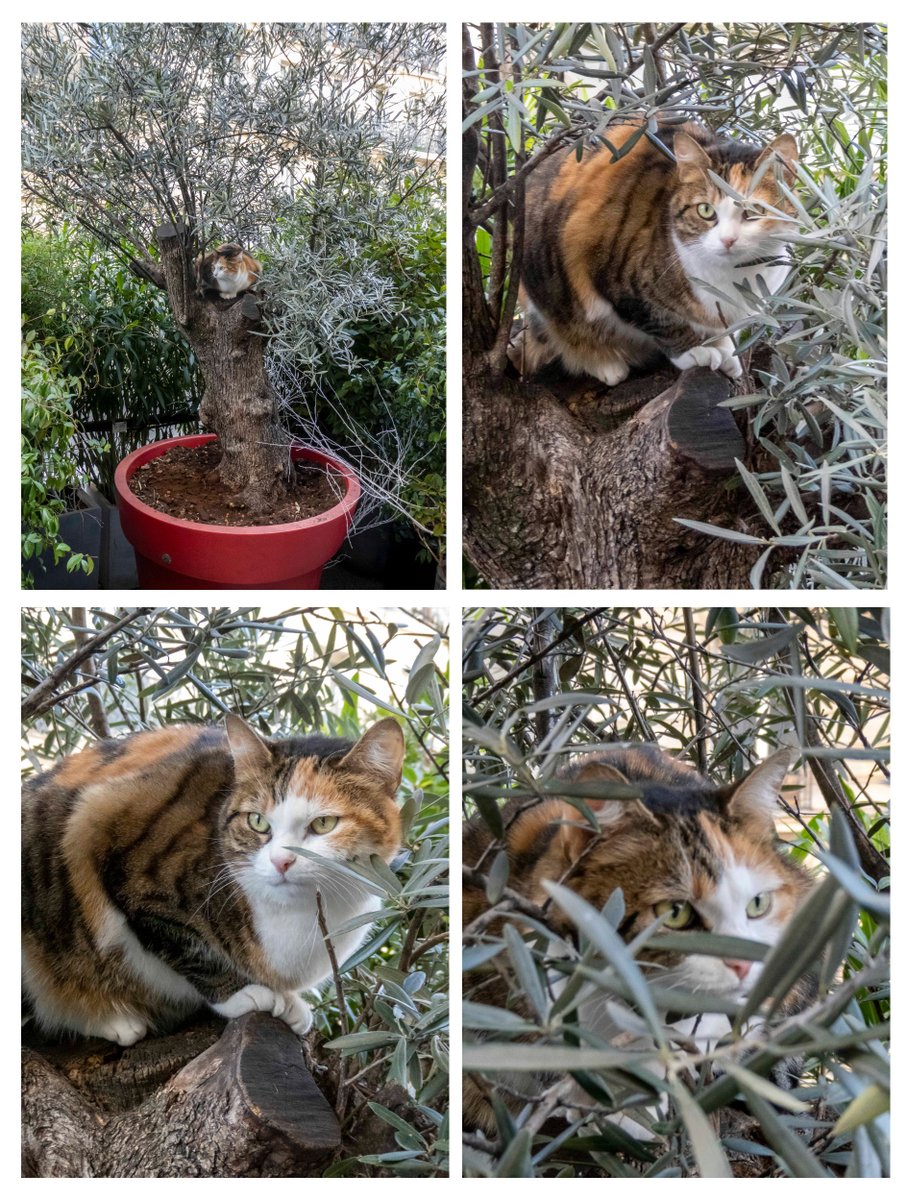 TomReevesParis's tweet photo. Cat in an Olive Tree
A #cat watched passersby from the #OliveTree of La Comédia, an #ItalianRestaurant located on #RueMonge in the 5th arrondissement. https://t.co/oioPiulHpZ