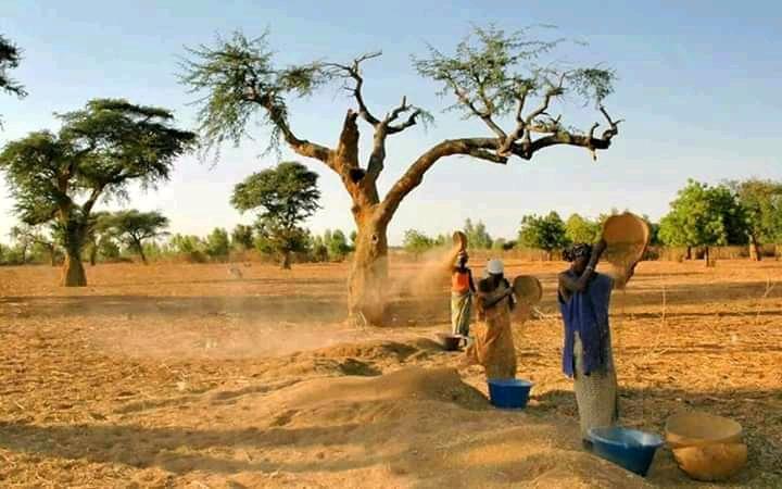 Out traditional way of Winnowing, yet not forgotten by fore ladies and the current one. #SouthSudanisbeautiful💝