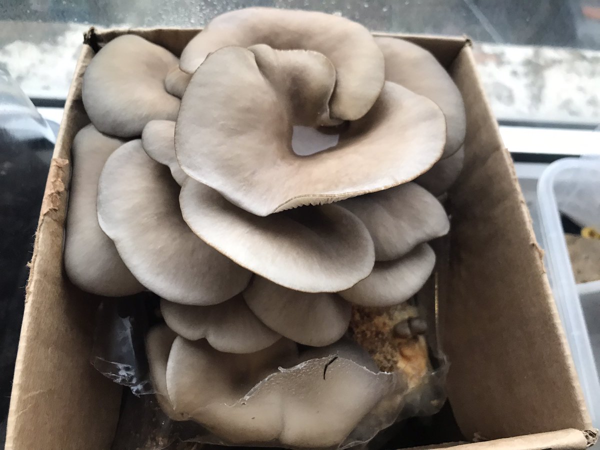 🤩 ready to harvest!