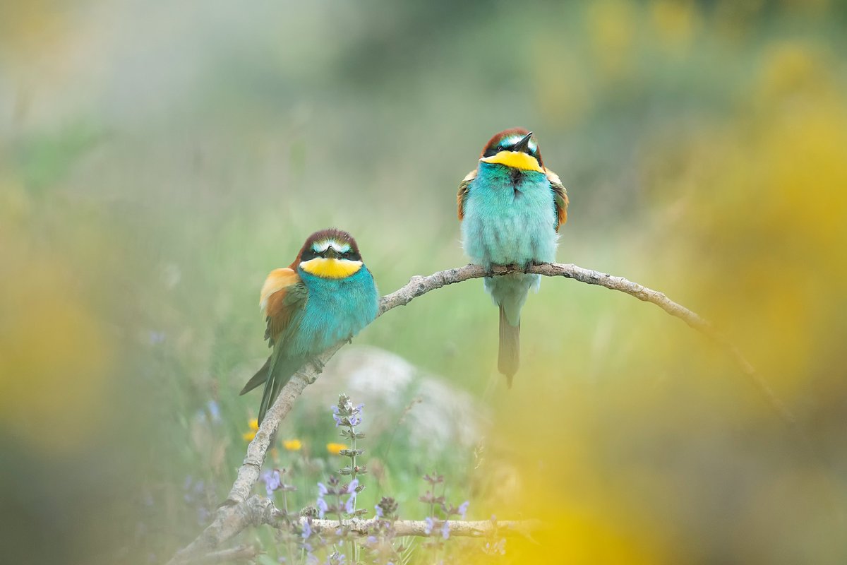 EUEnvironment's tweet photo. #EEAindicator out!
In 2020, there were about 27,000 #Natura2000 sites, largest coordinated network of #protectedsites in the world, covering 18% of EU land area & 9% of its marine territory. @EU_ENV https://t.co/WLv5F5ryZb
Image© Jorge Ruiz del Olmo, REDISCOVER Nature /EEA https://t.co/eesB6TP4Tz