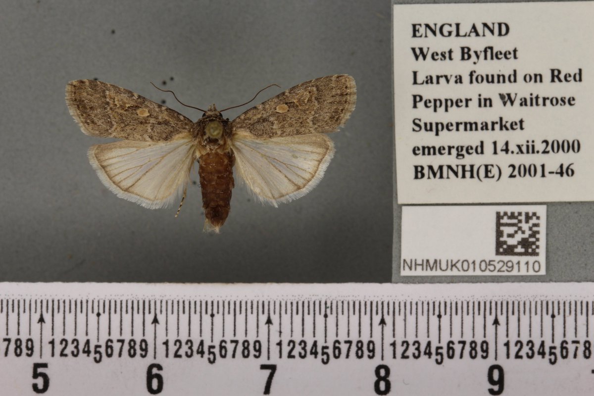NHM_Digitise's tweet image. Love this. It reminds me of this moth found as larva in Waitrose! 🌶️#labeldata #digitisation #insects