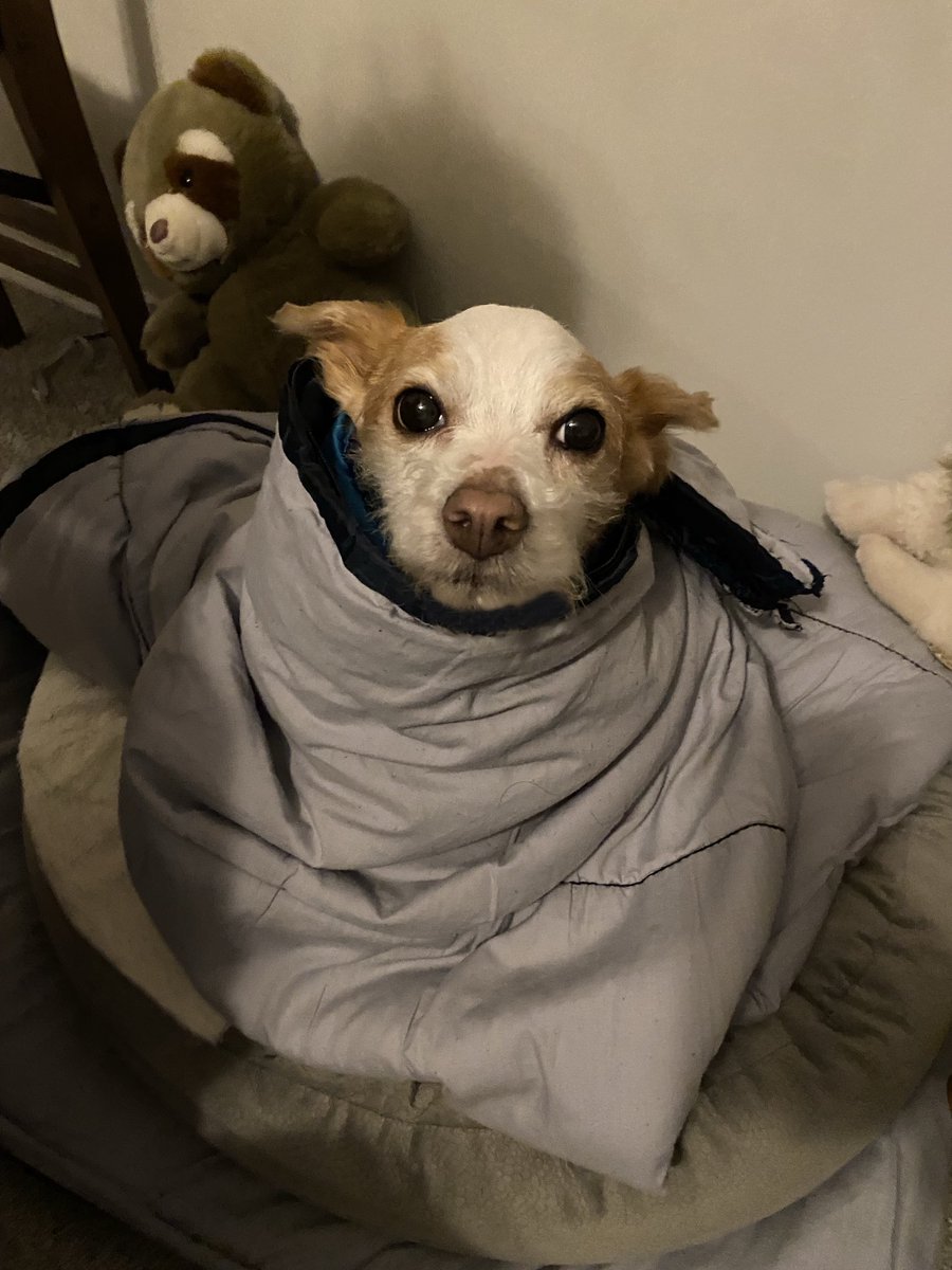 ddomukja tweet media