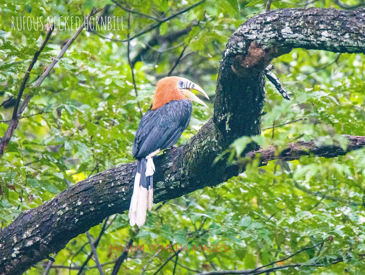 MajumYomcha's tweet photo. With 30% luck and 70% persistence you get this beautiful gift from nature. Arunachal Pradesh, a birding destination in India.@ArunForests @MyGovArunachal @PemaKhanduBJP @NamdaphaTR https://t.co/XJxJE7Y4Rb