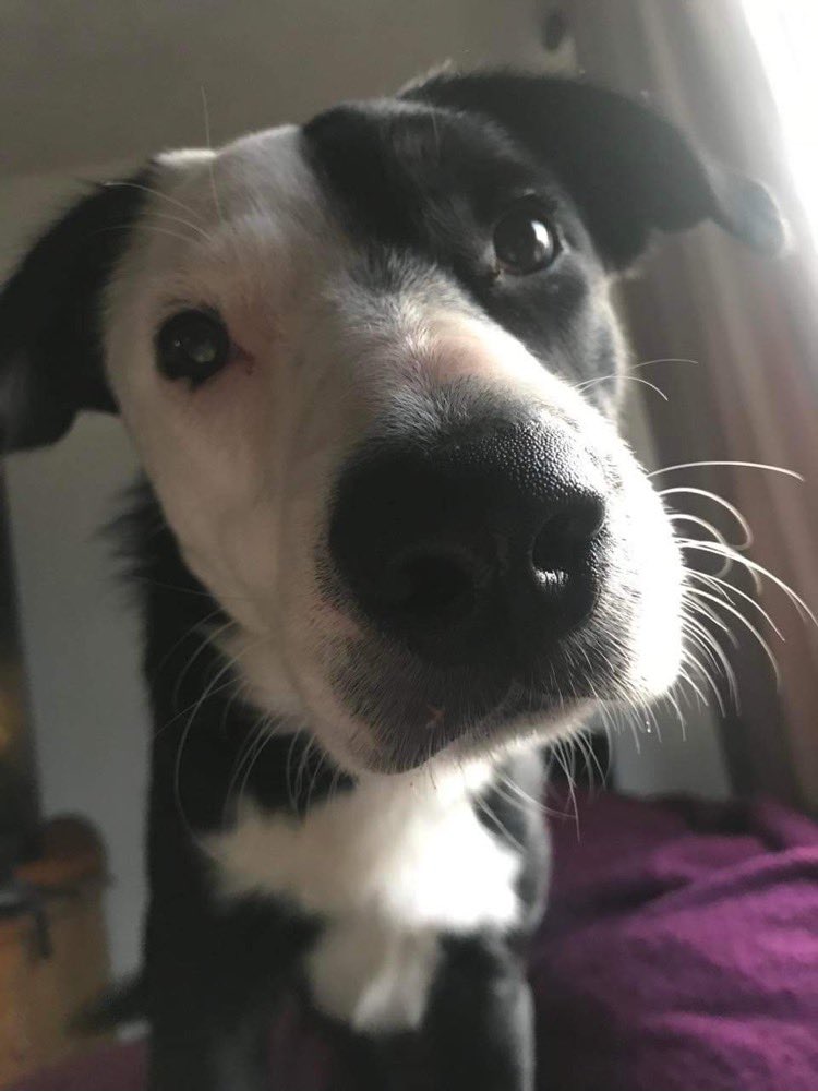 I need one more follower to make it to 100…and to keep going for TwitterLife activity …never gonna get a #AfterLife following!!! So <a href="/rickygervais/">Ricky Gervais</a> here’s looking at you kid!#MeetMurray #PawsForThoughtWellbeing #IMetMurraySelfies