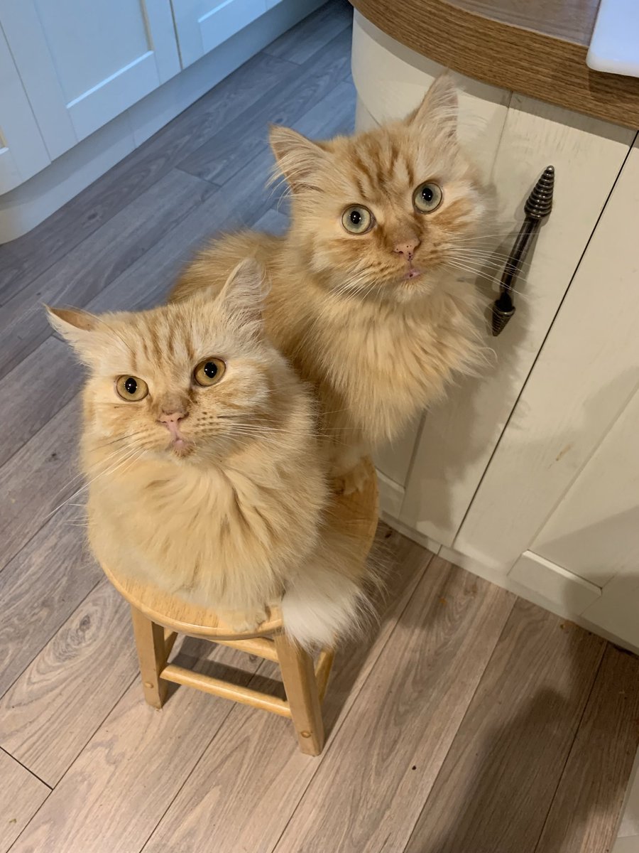 These two say Fuck Kurt Zouma 🤬