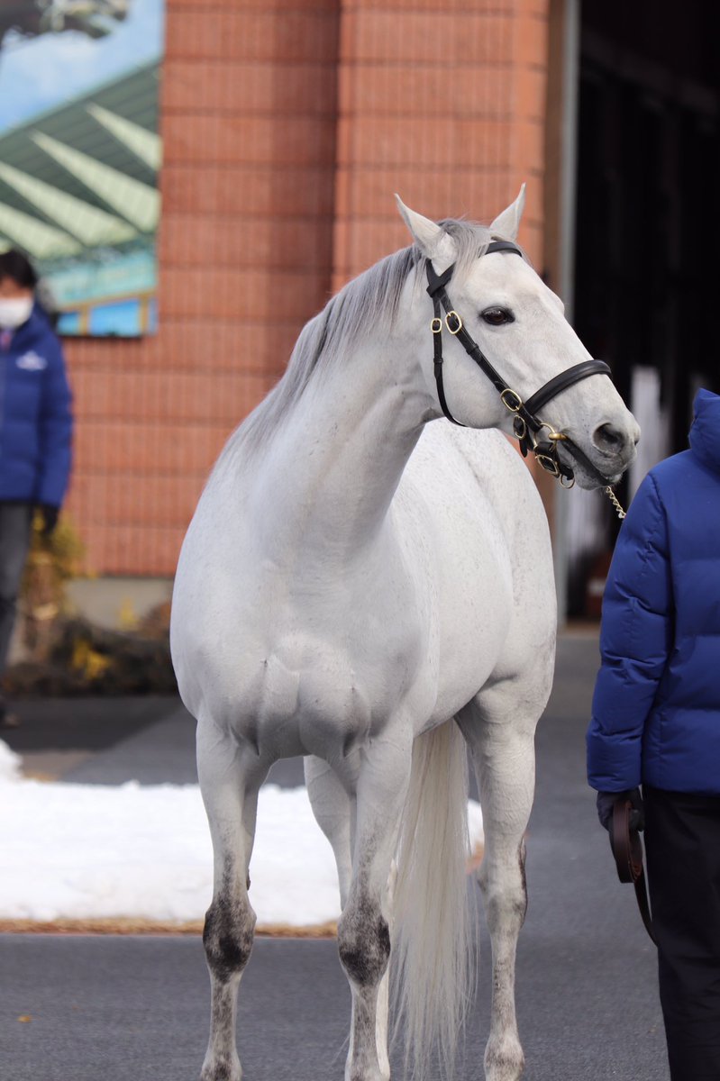 kurenai0722's tweet photo. レッドファルクス🐴

#レッドファルクス
#RedFalx https://t.co/wF3VDr404A
