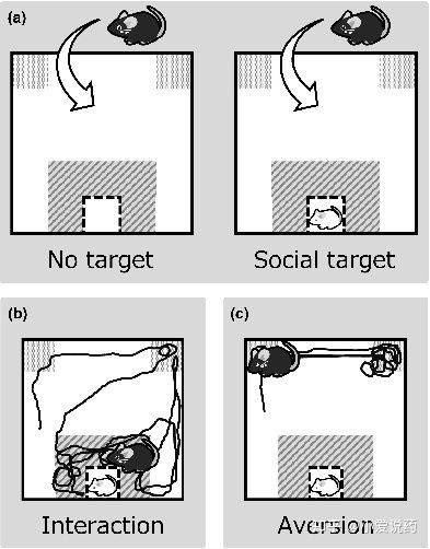 icebiosci's tweet image. MCAO模型|抑郁模型|抑郁症模型构建|疼痛模型|焦虑症模型 
爱思益普建立的抑郁症动物模型包括：
重复性社交失败诱导的焦虑模型（小鼠）
长期不可控应激诱导的抑郁模型（大鼠）
社会地位与应激结合诱导的抑郁模型（小鼠）
母婴分离诱导的抑郁模型（大/小鼠)
#Targetvalidation #assayoptimization