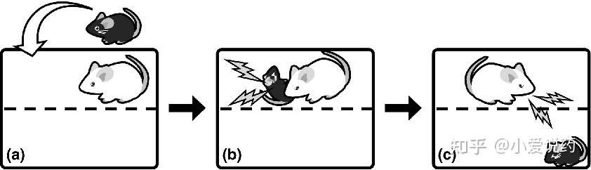 icebiosci's tweet image. MCAO模型|抑郁模型|抑郁症模型构建|疼痛模型|焦虑症模型 
爱思益普建立的抑郁症动物模型包括：
重复性社交失败诱导的焦虑模型（小鼠）
长期不可控应激诱导的抑郁模型（大鼠）
社会地位与应激结合诱导的抑郁模型（小鼠）
母婴分离诱导的抑郁模型（大/小鼠)
#Targetvalidation #assayoptimization