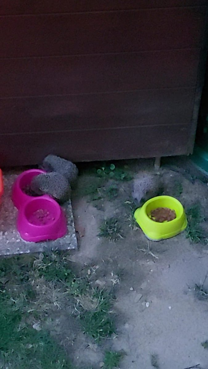 ALBACHIARA67's tweet photo. @CaligaraAnna @AldoStrippoli3 @mrzchm Una famiglia intera nel mio giardino! https://t.co/7J9b2DvDUS
