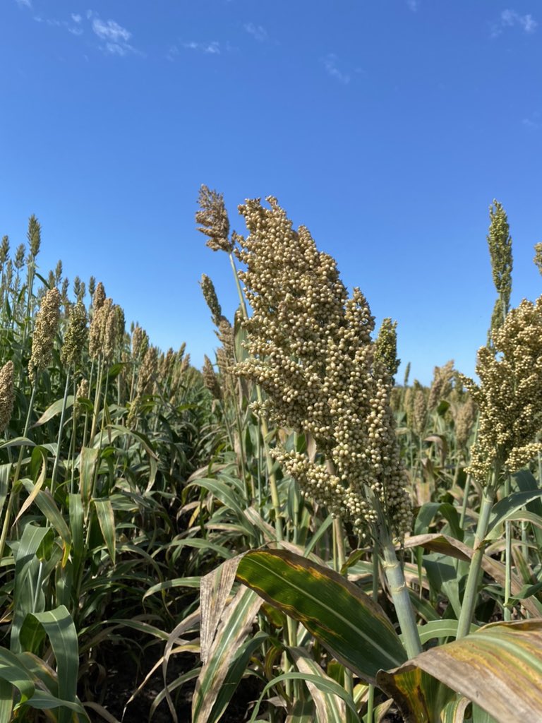 Chris Gillam tweet media