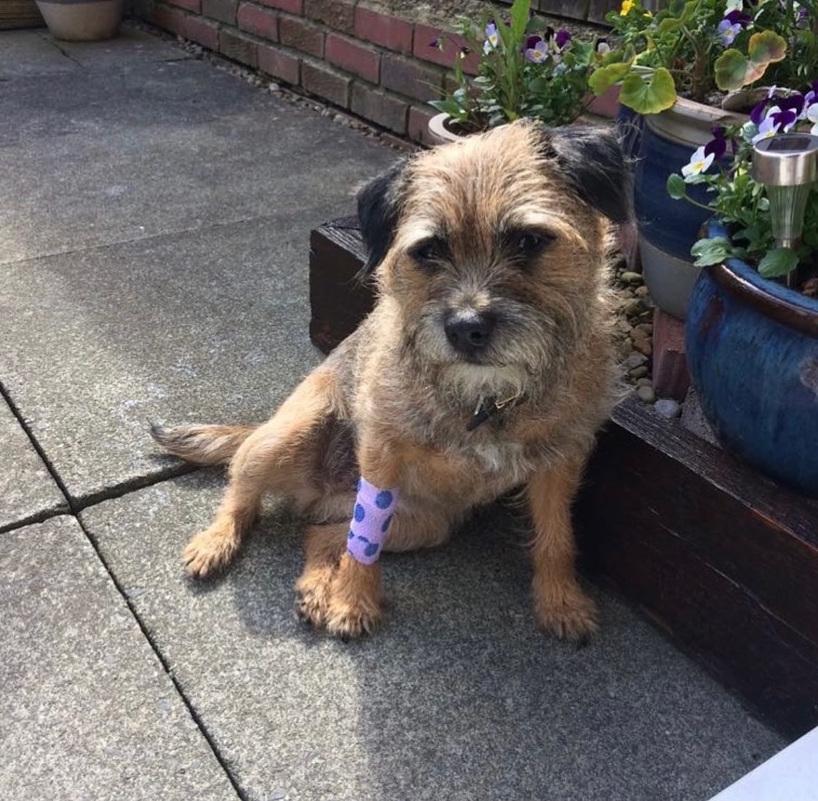 ChloeJaneTodd's tweet photo. Losing a pet really does break your heart, walking into the vets with Holly and leaving with just her little collar and blanket☹️💔 Miss you so much already gorgeous girl x https://t.co/5JAZt7BPLs